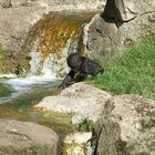 Ganz schön kalt das Wasser - Gorilla im Zoo Hannover