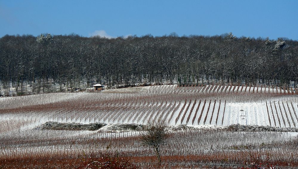 Ganz schön kalt in der Pfalz