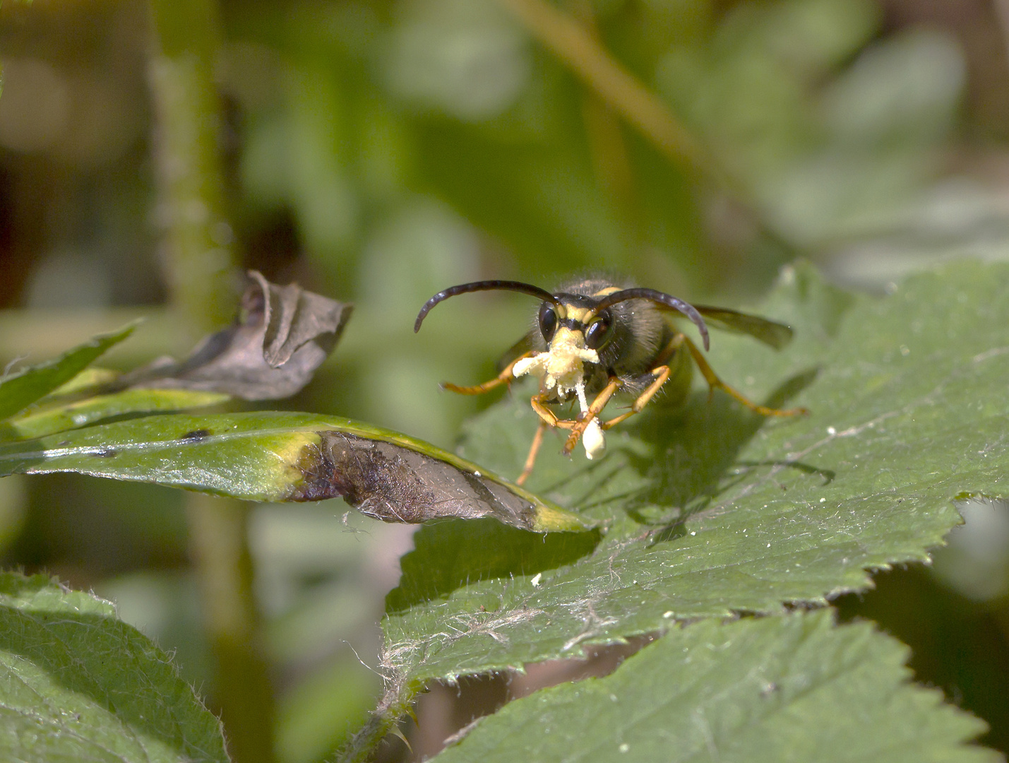 Ganz schön klebrig diese Pollinien. Die Wespe scheint gestresst.