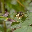 Ganz schön klebrig diese Pollinien. Die Wespe scheint gestresst.