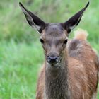 ganz schön lange Ohren und wunderschöne Augen :)