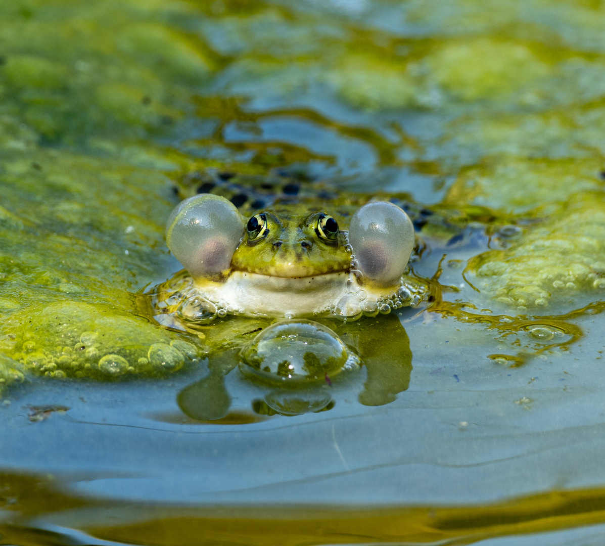 ganz schön laut am quaken