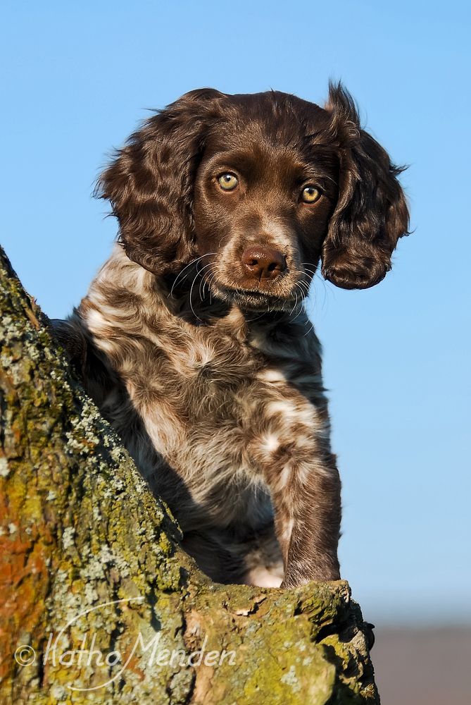 Ganz schön mutig Foto &amp; Bild tiere, tierkinder, hund Bilder auf