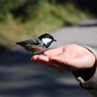 ganz schön mutig der Kleine ...