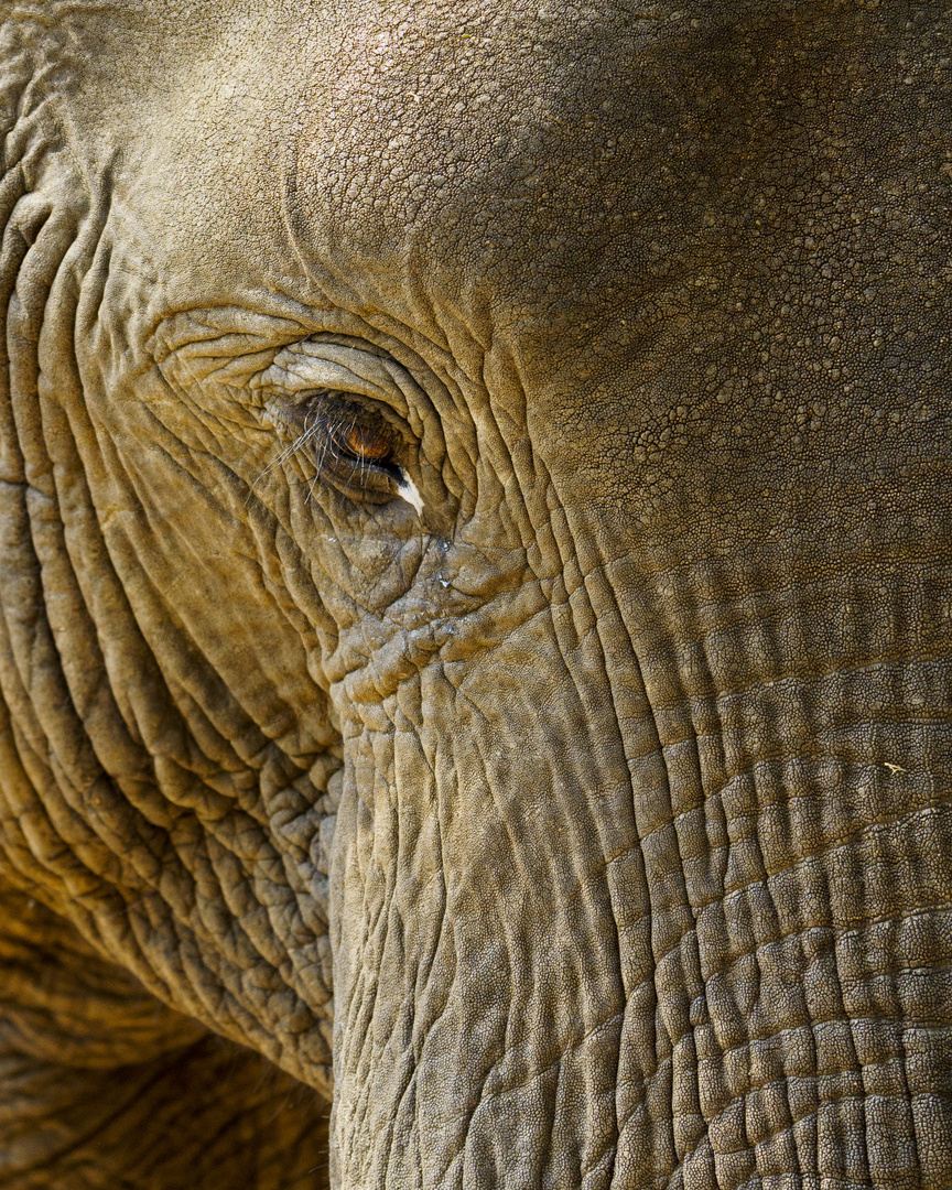 Ganz schön nah, Elefant in Lower Zambesi NP, 16.09.2019