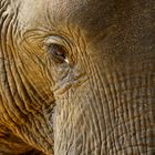 Ganz schön nah, Elefant in Lower Zambesi NP, 16.09.2019