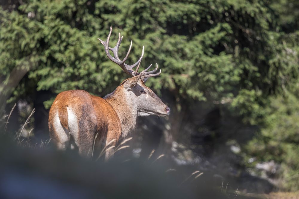 Ganz schön nahe Foto & Bild tiere, wildlife, säugetiere Bilder auf