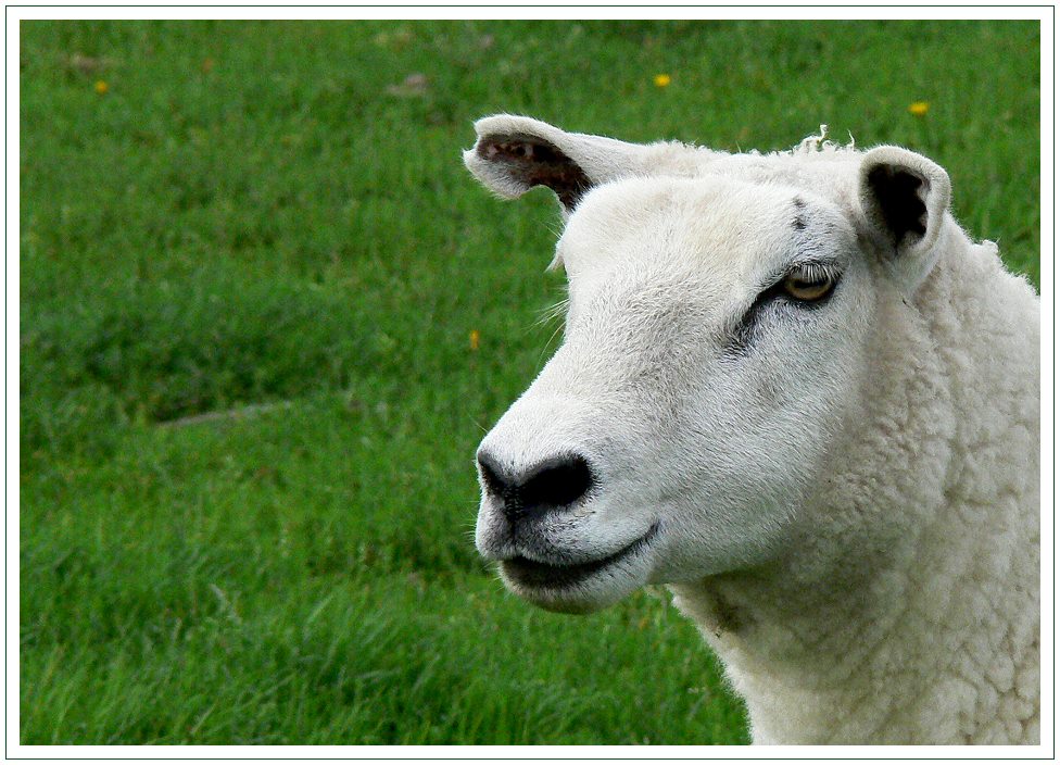 Ganz schön Schaf