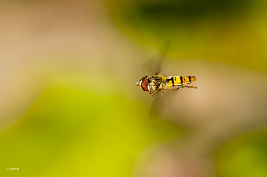 ganz schön schnell die Hainschwebfliege