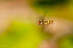 ganz schön schnell die Hainschwebfliege