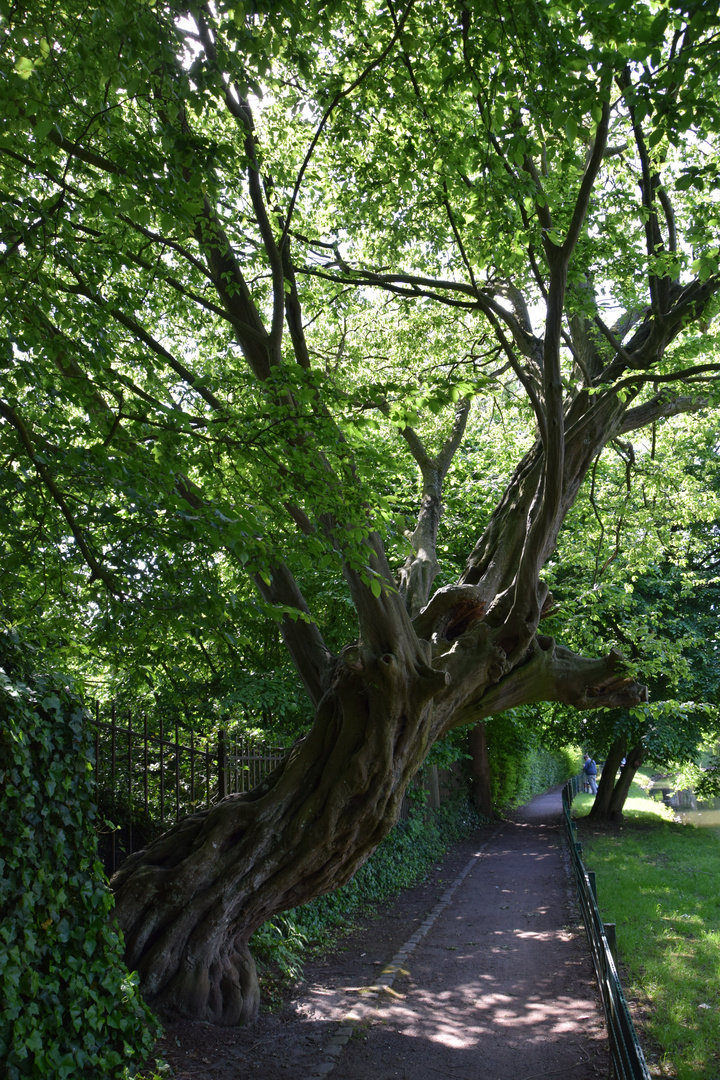 "Ganz schön schräg" - Schlosspark Ahaus