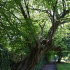 "Ganz schön schräg" - Schlosspark Ahaus