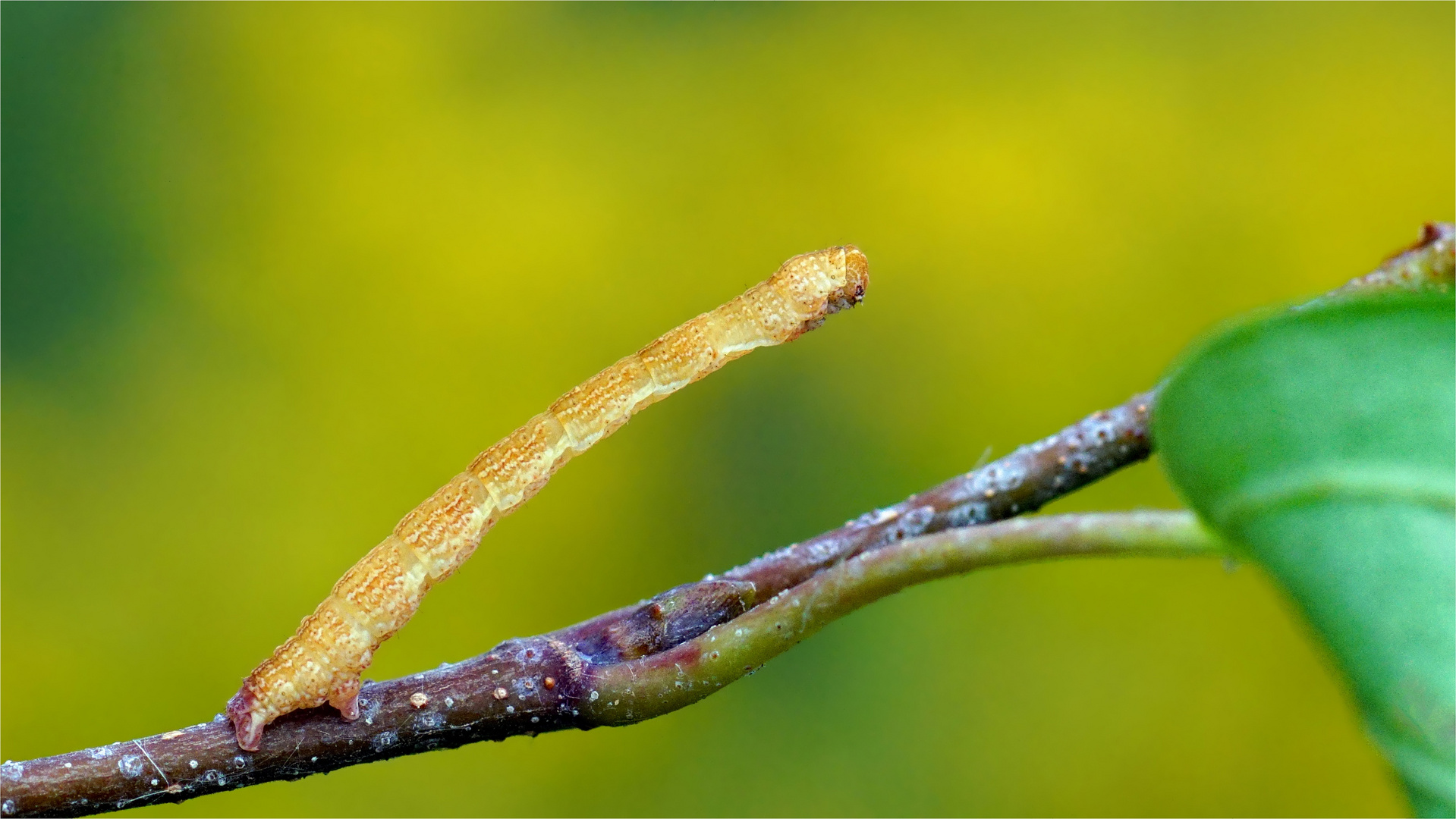 Ganz schön schräg unter Spannung - Spannerraupe 