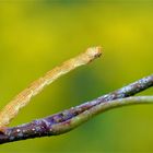 Ganz schön schräg unter Spannung - Spannerraupe 