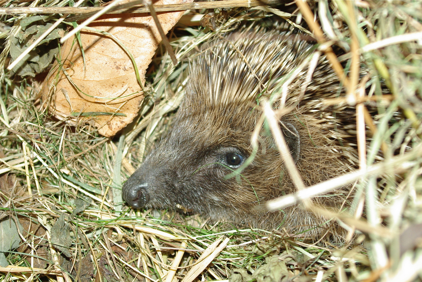 Ganz schön stachelig - mein Haus-Igel