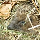 Ganz schön stachelig - mein Haus-Igel