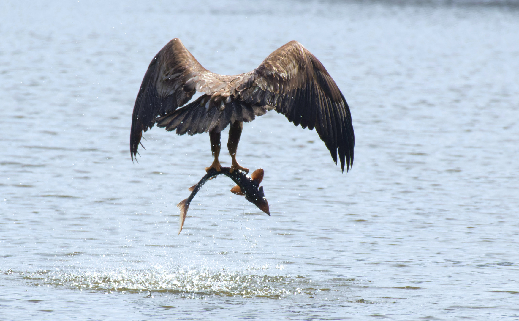 Ganz schön störrisch, der Stör - Seeadler (Haliaeetus albicilla) fängt Stör