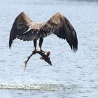 Ganz schön störrisch, der Stör - Seeadler (Haliaeetus albicilla) fängt Stör