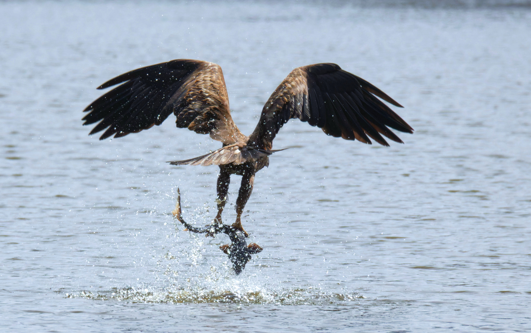 Ganz schön störrisch, der Stör - Seeadler (Haliaeetus albicilla)fängt Stör