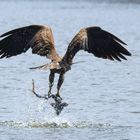 Ganz schön störrisch, der Stör - Seeadler (Haliaeetus albicilla)fängt Stör