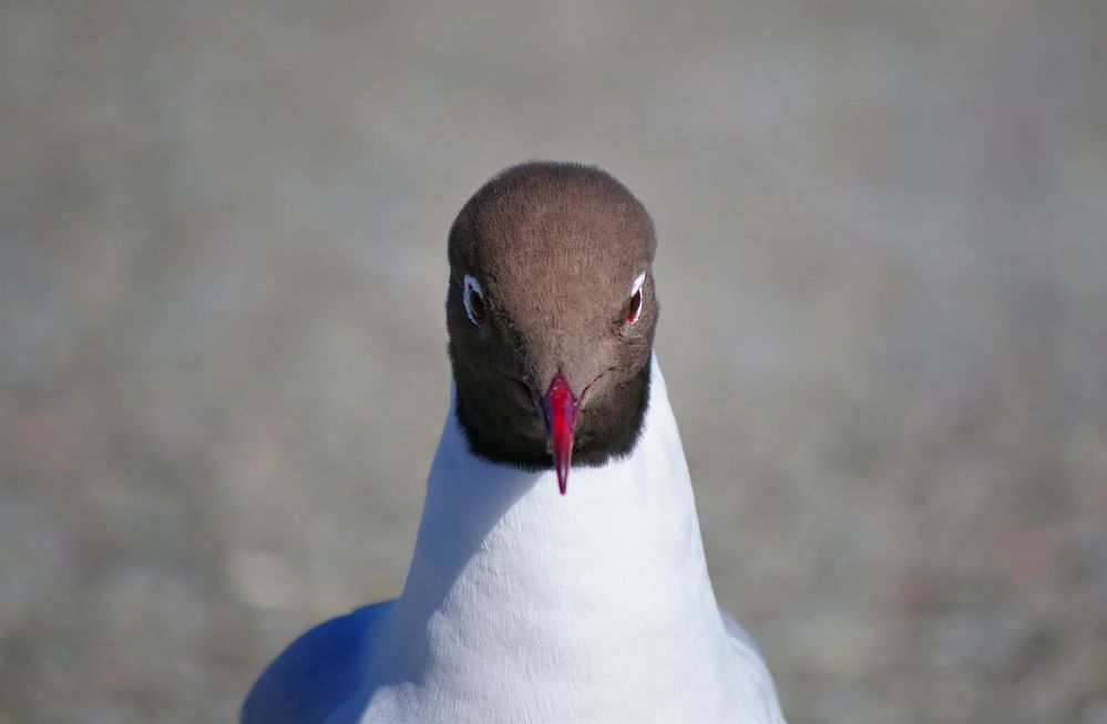 Ganz schön strenger Blick Fräulein Rottenmeier...