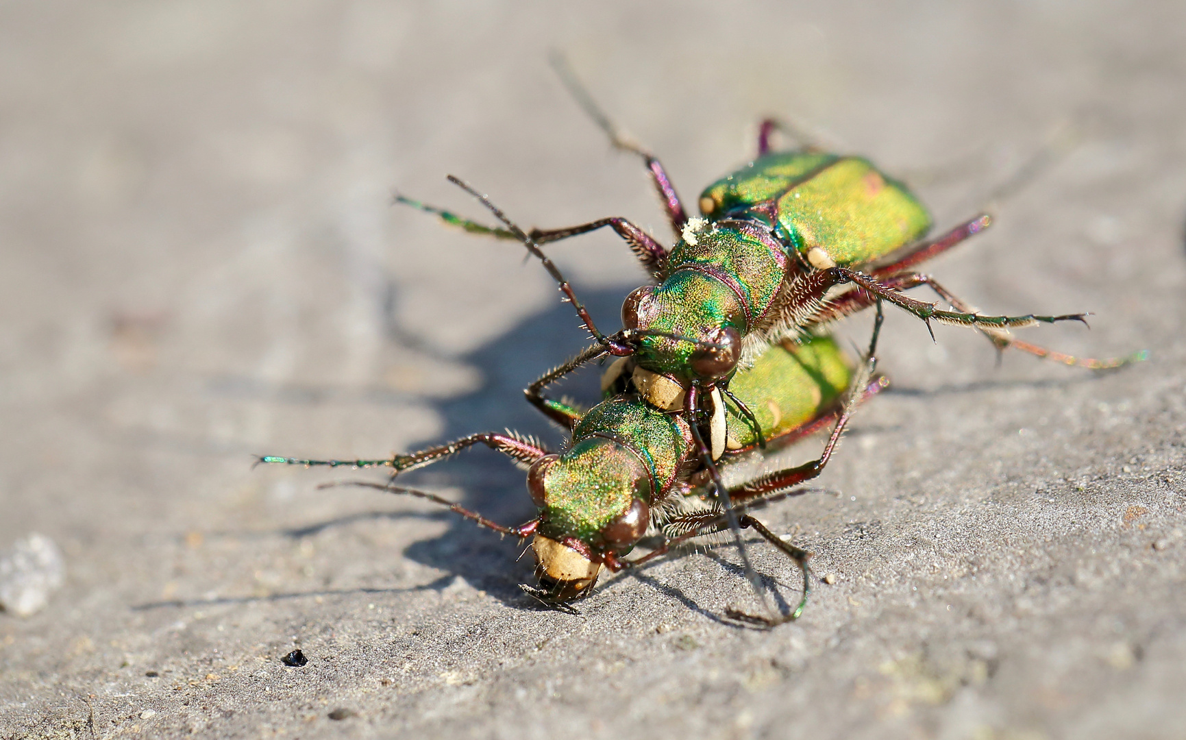 Ganz schön stürmisch (1)&hellip; Foto &amp; Bild outdoor, makro, grün Bilder