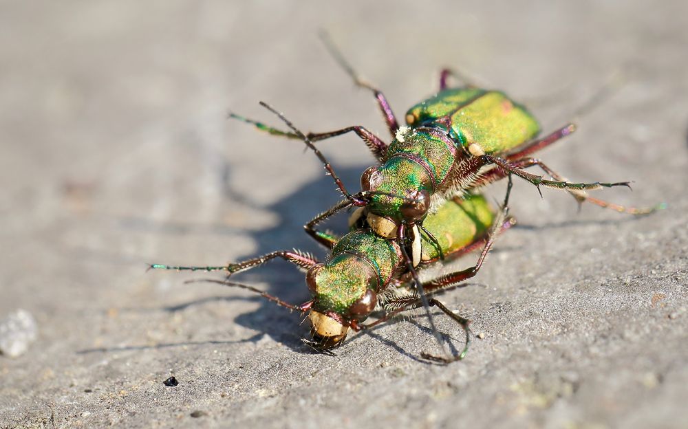 Ganz schön stürmisch (1)&hellip; Foto &amp; Bild outdoor, makro, grün Bilder