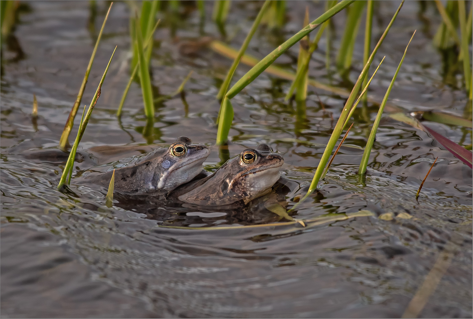 Ganz schön stürmisch . . . Foto &amp; Bild tiere, wildlife, amphibien