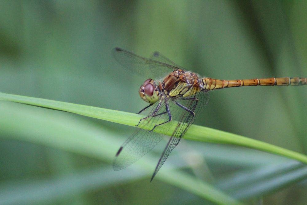 Ganz schön stürmisch heute Foto &amp; Bild tiere, wildlife, libellen