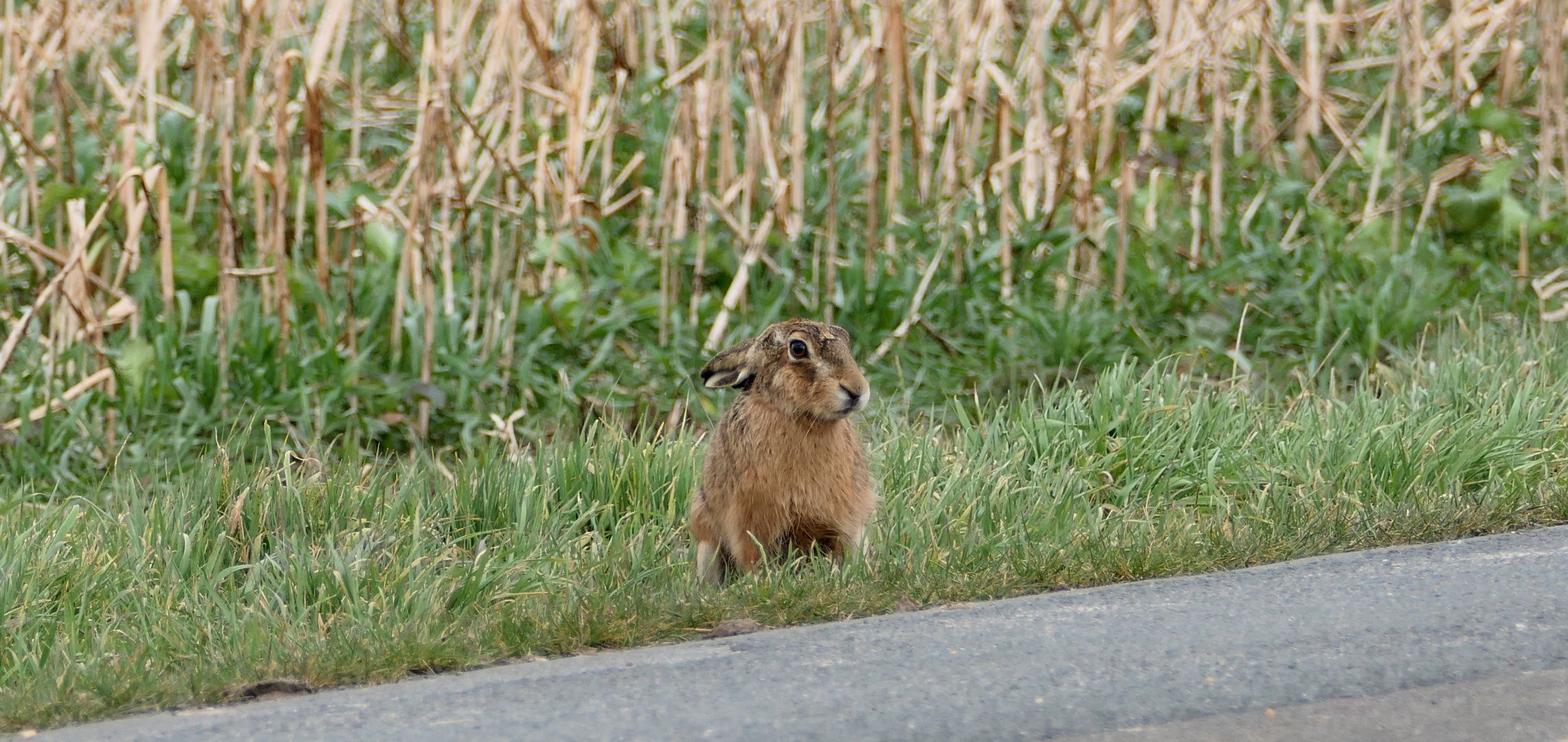 Ganz schön stürmisch heute... Foto & Bild tiere, wildlife, wildlife