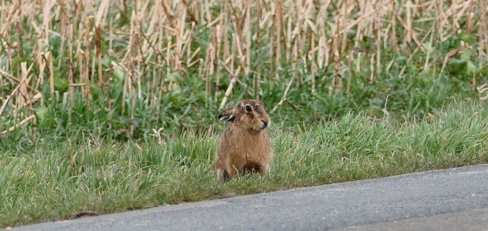 Ganz schön stürmisch heute... Foto & Bild tiere, wildlife, wildlife
