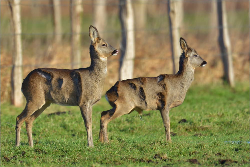 Ganz schön stürmisch war es heute . . . Foto & Bild tiere, wildlife
