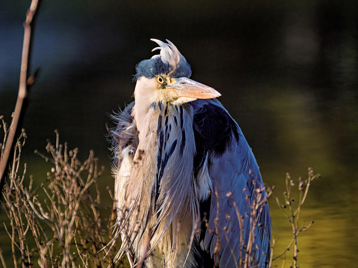 Ganz schön viel Wind heute Foto & Bild tiere, wildlife, wild lebende