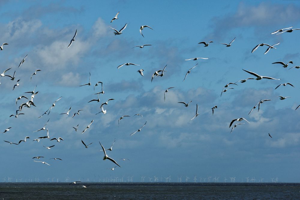 Ganz schön viele Windräder