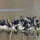 Ganz schön was los auf der Vogelinsel - Kormorane