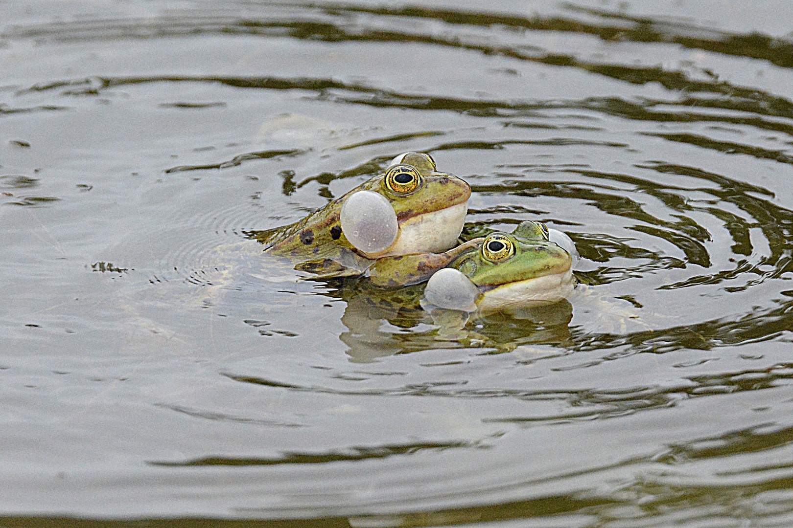 "Ganz schön was los im Ökologisch - Botanischen Garten in Bayreuth :-)"