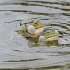 "Ganz schön was los im Ökologisch - Botanischen Garten in Bayreuth :-)"