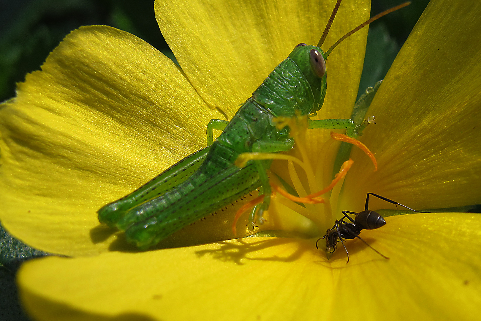 Ganz schön was los in so ner kleinen Blüte