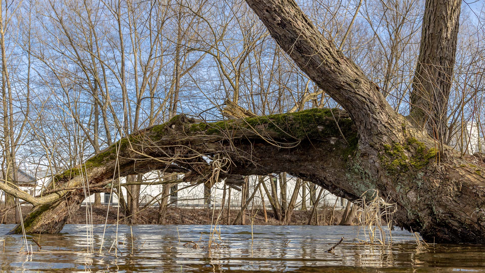 Ganz schön Wasser in der Saale