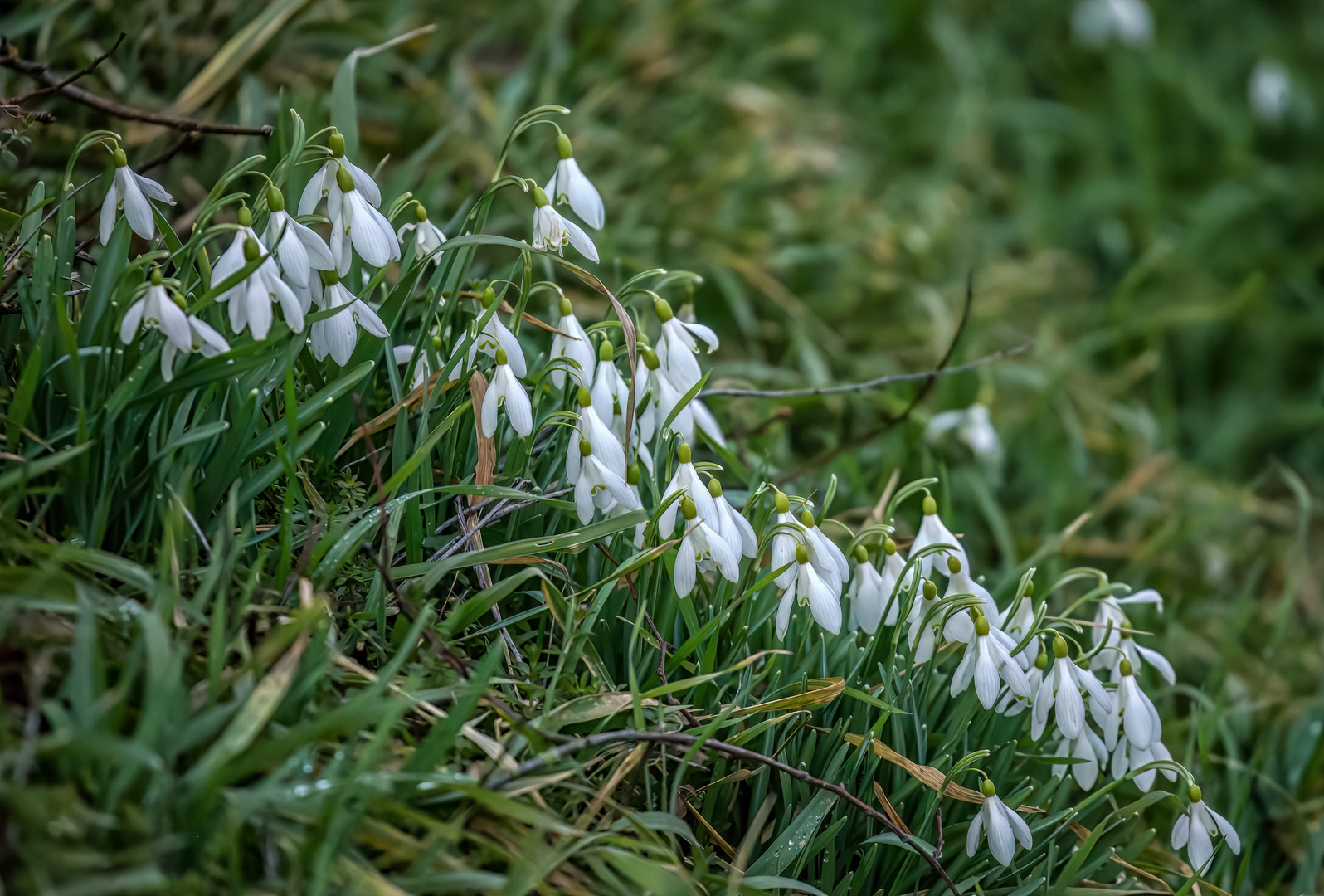 ganz schön Wild