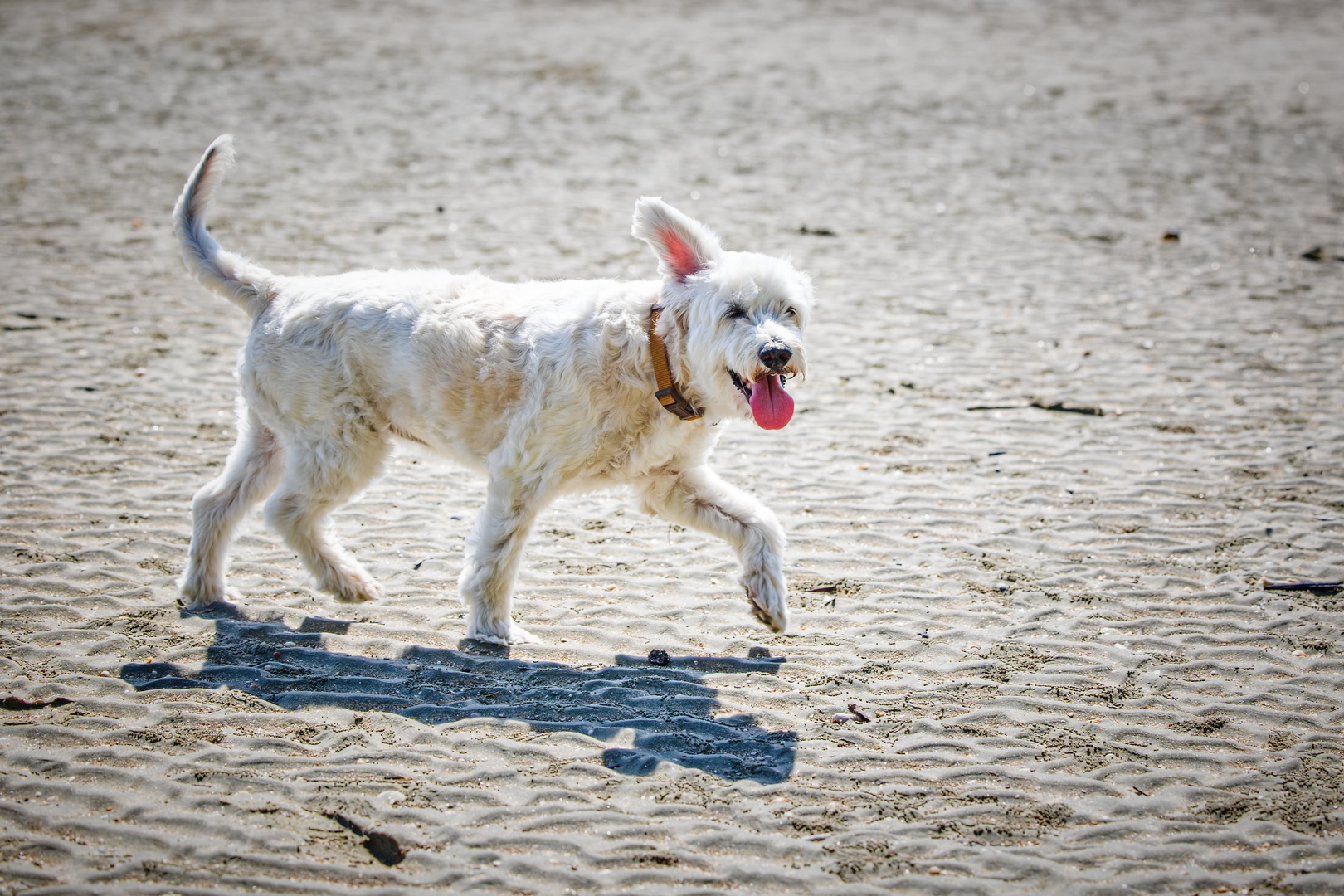 Ganz schön windig Foto & Bild tiere, haustiere, hunde Bilder auf