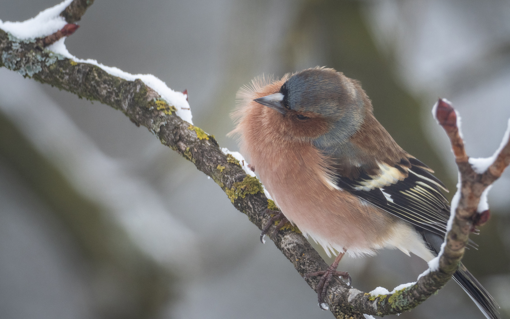 ganz schön windig . . . Foto & Bild natur, tiere Bilder auf
