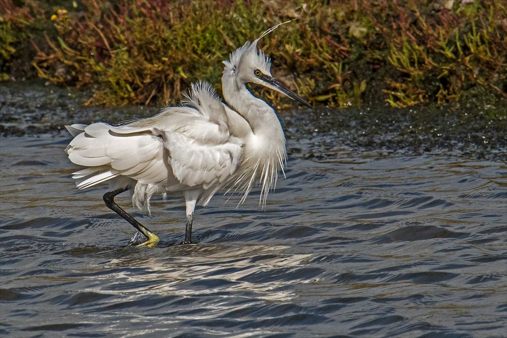 Ganz schön windig Foto & Bild natur, tiere, wildlife Bilder auf