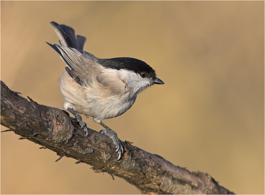 Ganz schön windig heute Foto & Bild tiere, wildlife, wild lebende