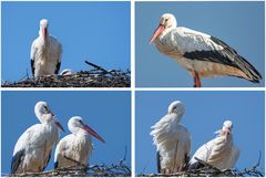 ganz schön windig im Nest