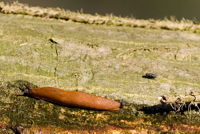 Ganz schön zu Schnecke gemacht...