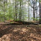 ganz schöner Brocken, der geknickte Baum