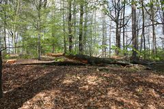 ganz schöner Brocken, der geknickte Baum