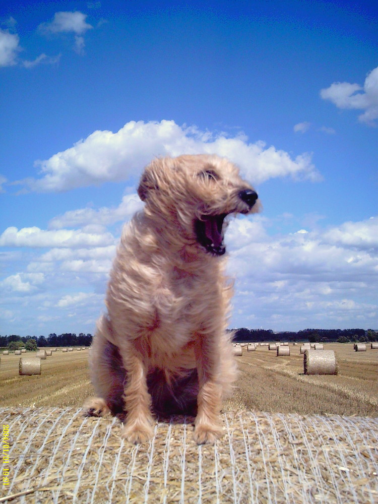 ganz schöner wind