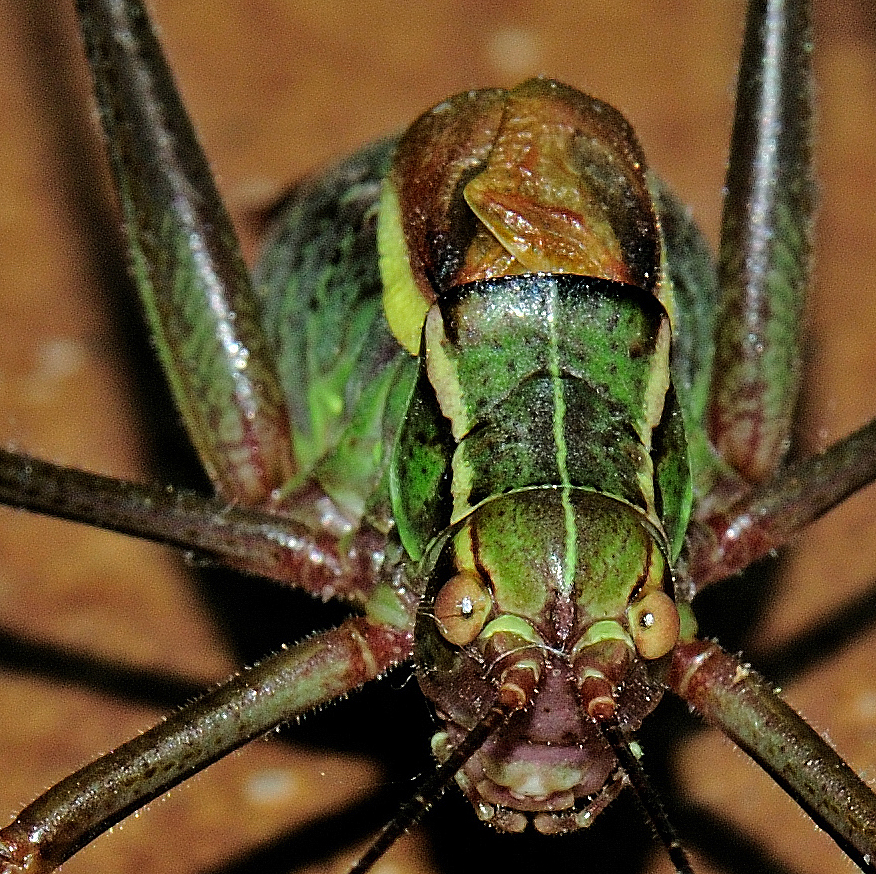 Ganz seltener Besuch im Haus